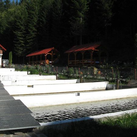 Hotel Paltinis Statjunea Borsa Bagian luar foto