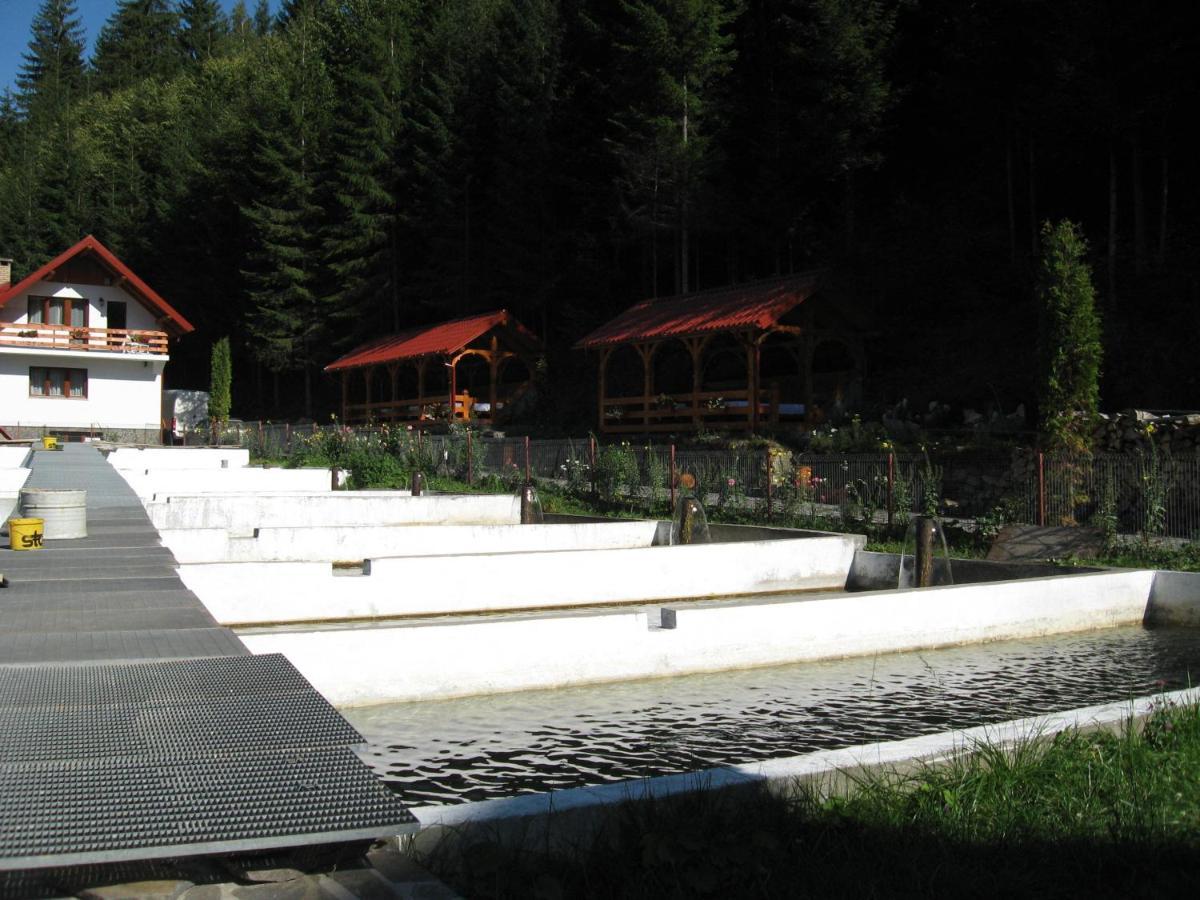 Hotel Paltinis Statjunea Borsa Bagian luar foto