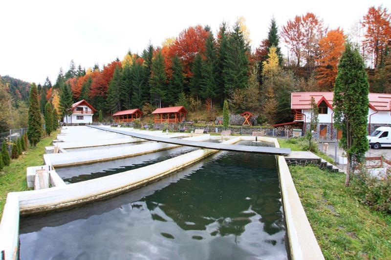 Hotel Paltinis Statjunea Borsa Bagian luar foto